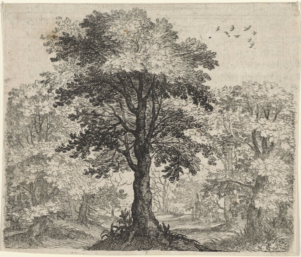Fable of the Elm and the Oak by Egidius  Sadeler (II)