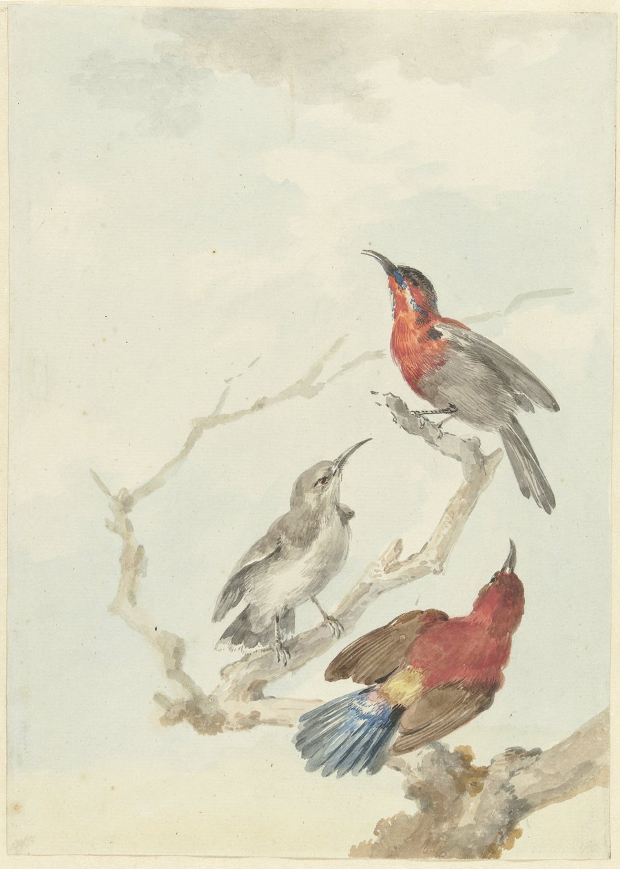 Three Crimson Sunbirds by Aert Schouman