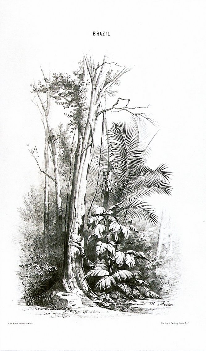 View of a Forest - Brazil by Agostinho Jose da Mota