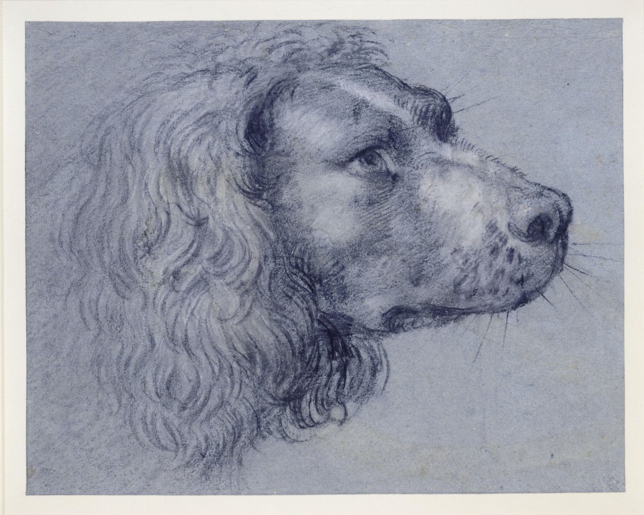 Head Study of a Spaniel by Agostino Carracci