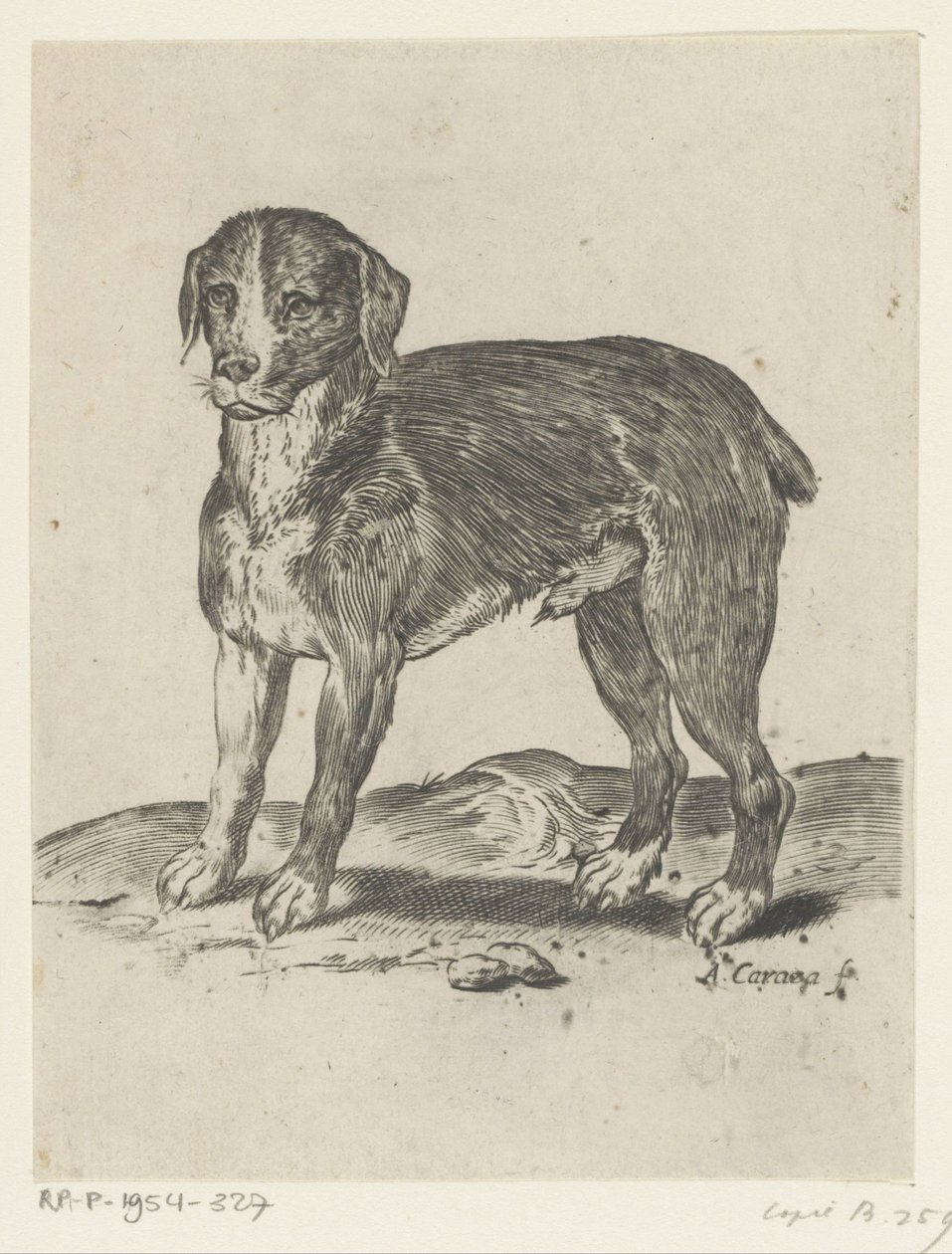 Standing Dog by Agostino Carracci
