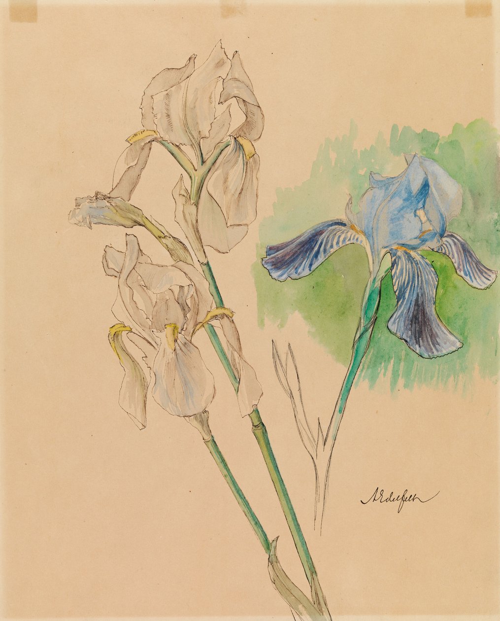 Irises by Albert Edelfelt