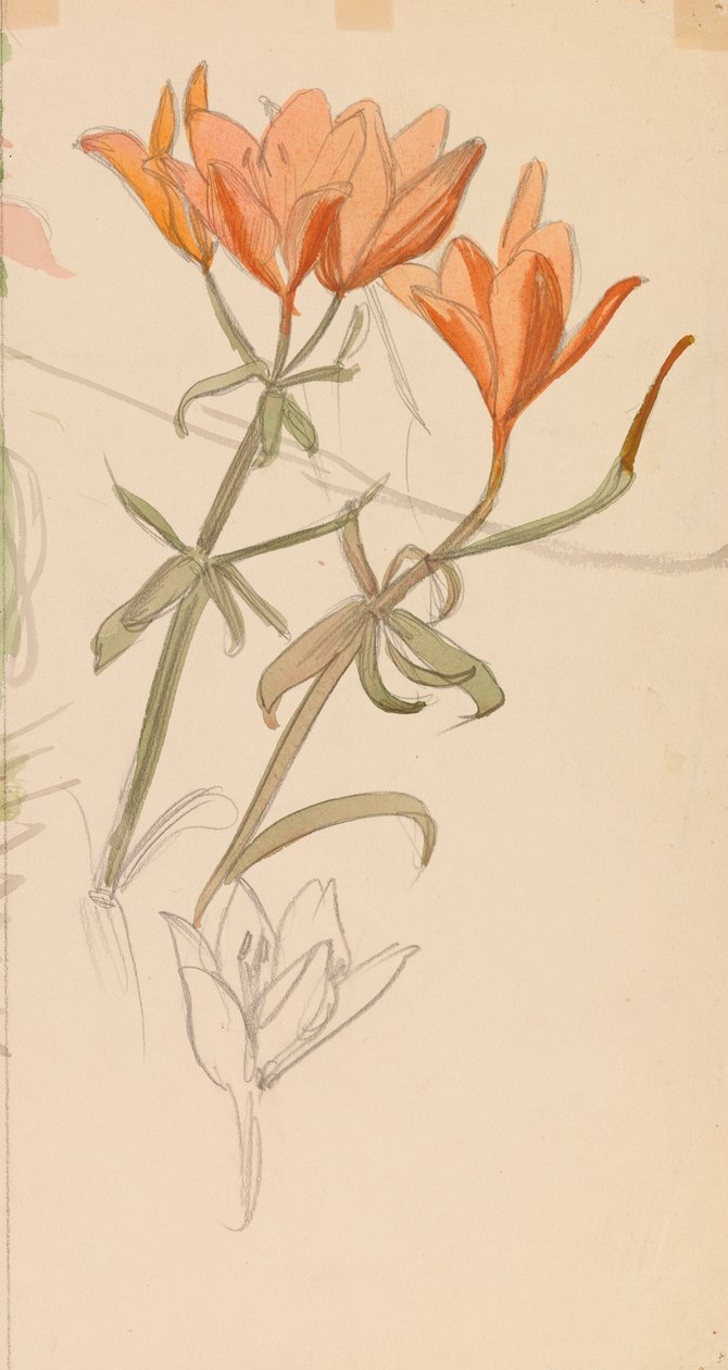 Orange Lilies by Albert Edelfelt