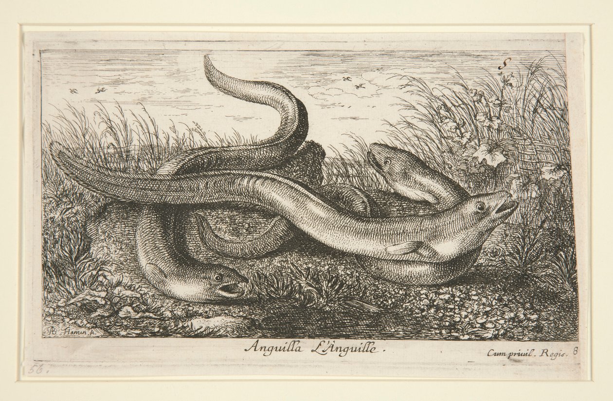 Anguilla by Albert Flamen
