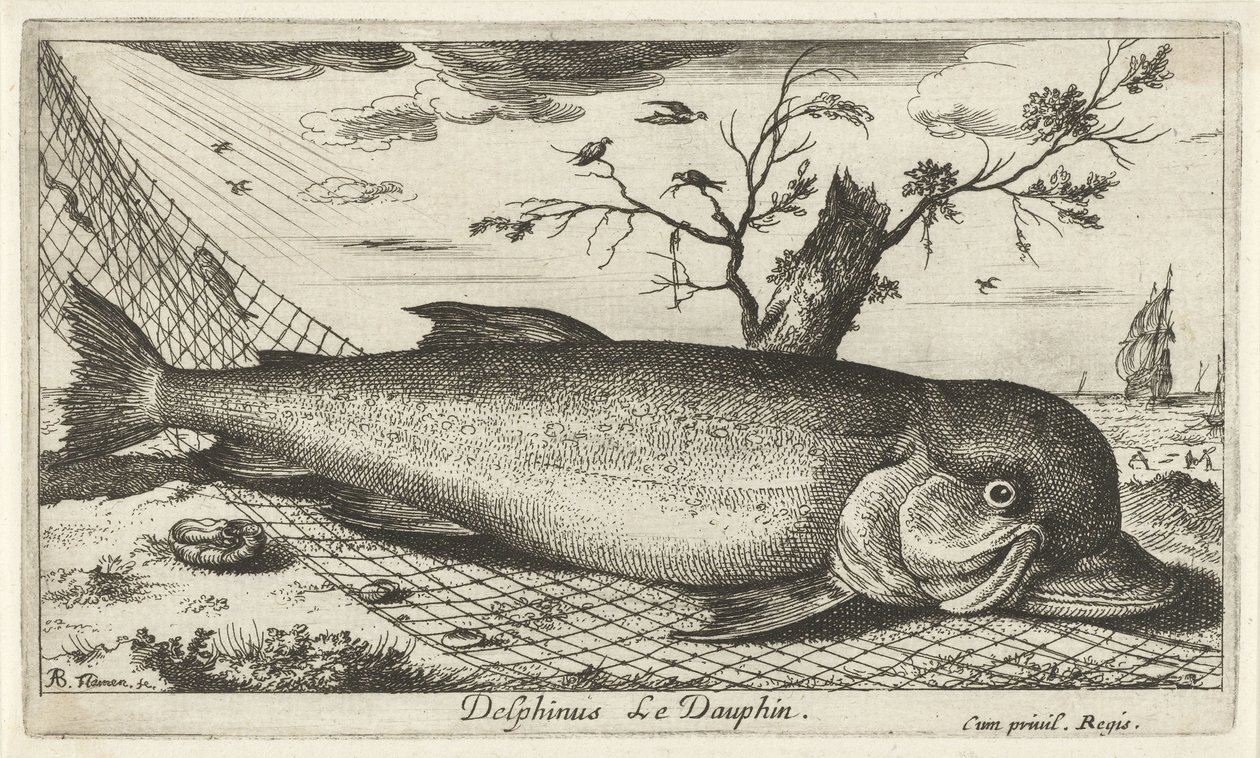 Dolphin in a Fishing Net (Delphinus Le Dauphin) (Fish and Other Sea Creatures - Saltwater Third Series) by Albert Flamen