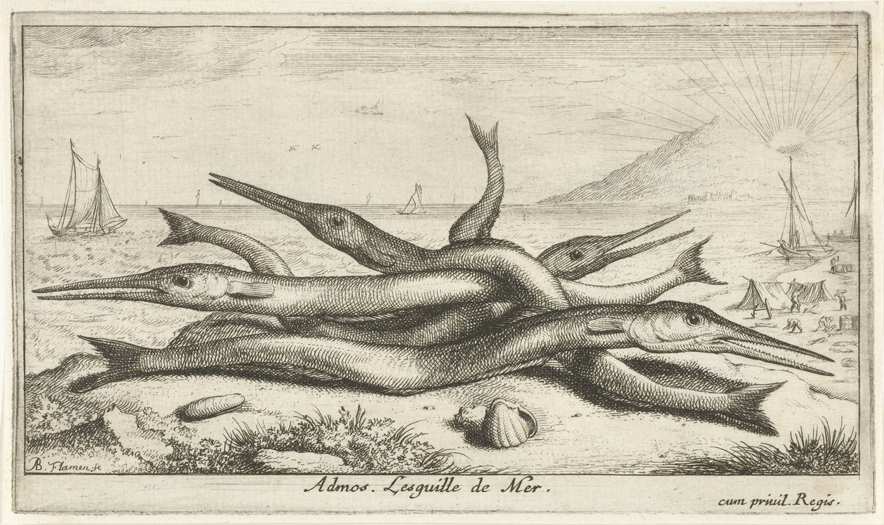 Pike on the Beach (Admos. The Sea Needle) (Fish and Other Sea Creatures - Saltwater Third Series) (Sea Fish) by Albert Flamen