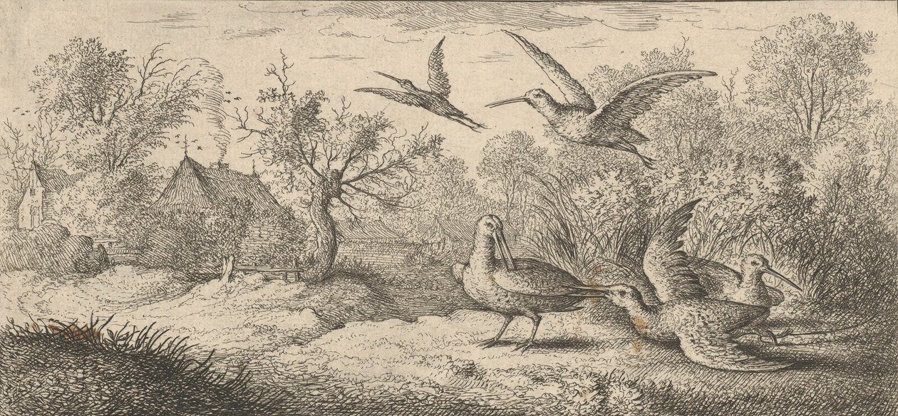 The Woodcock: Book of Birds, 1655-1660 by Albert Flamen