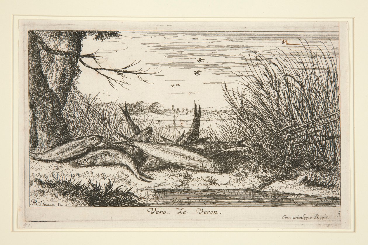 The Loach, from the second part of the Fresh Water Fish series by Albert Flamen