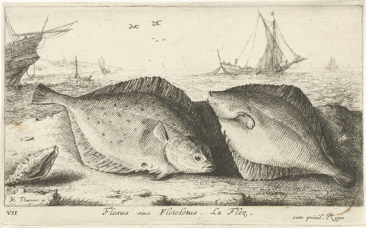 Two Plaice on the Beach (Flesus siue Fleteletus. La flez.) (Fish and Other Sea Creatures - Saltwater First Series) (Diverses Especes de Poissons de mer series) by Albert Flamen