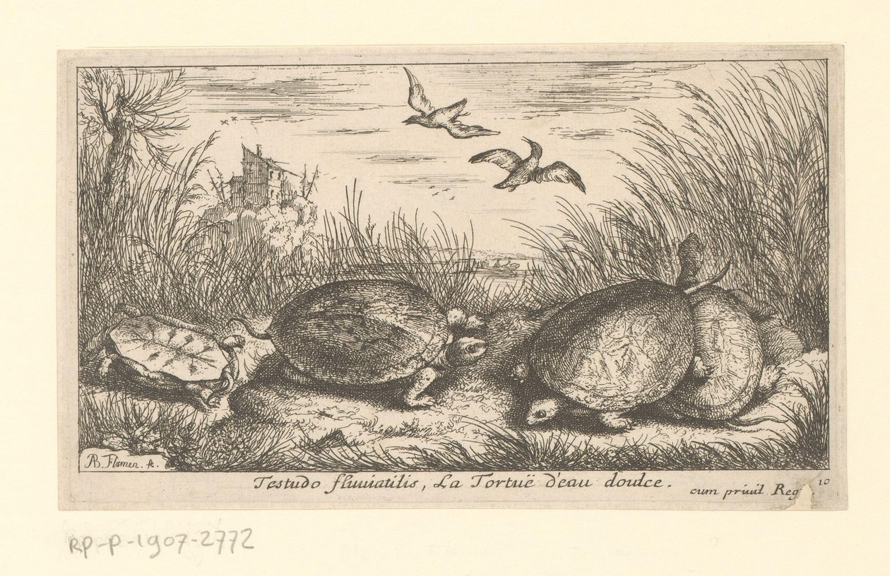Four freshwater turtles among grass and reeds