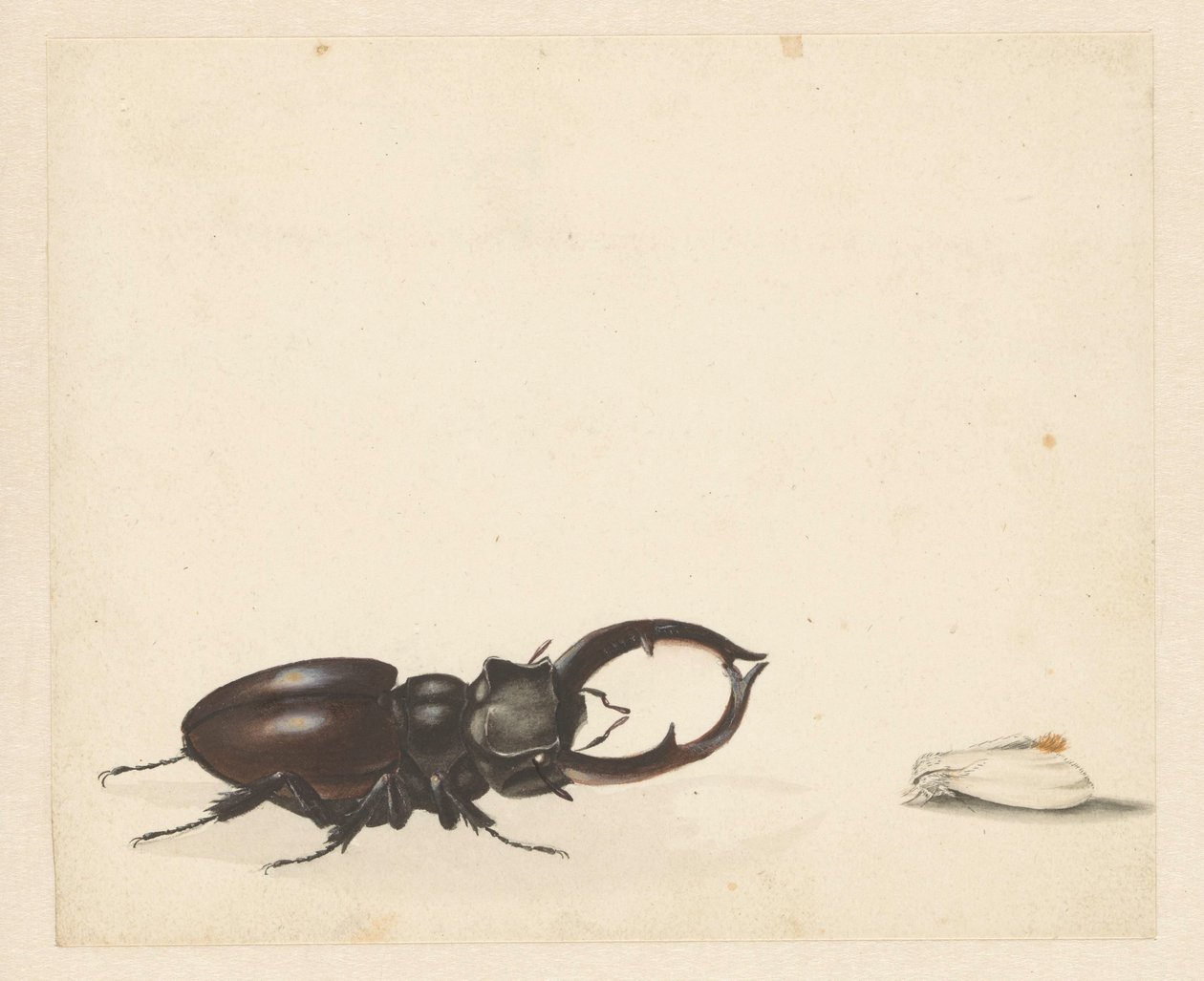Study Sheet with Stag Beetle and Newly Emerged Moth by Albertus Steenbergen