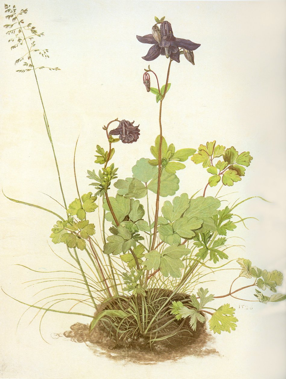 Aquilegia, 1526 by Albrecht Dürer