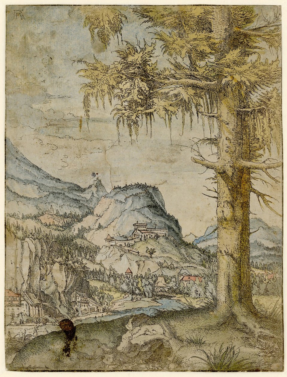 Large Spruce by Albrecht Altdorfer