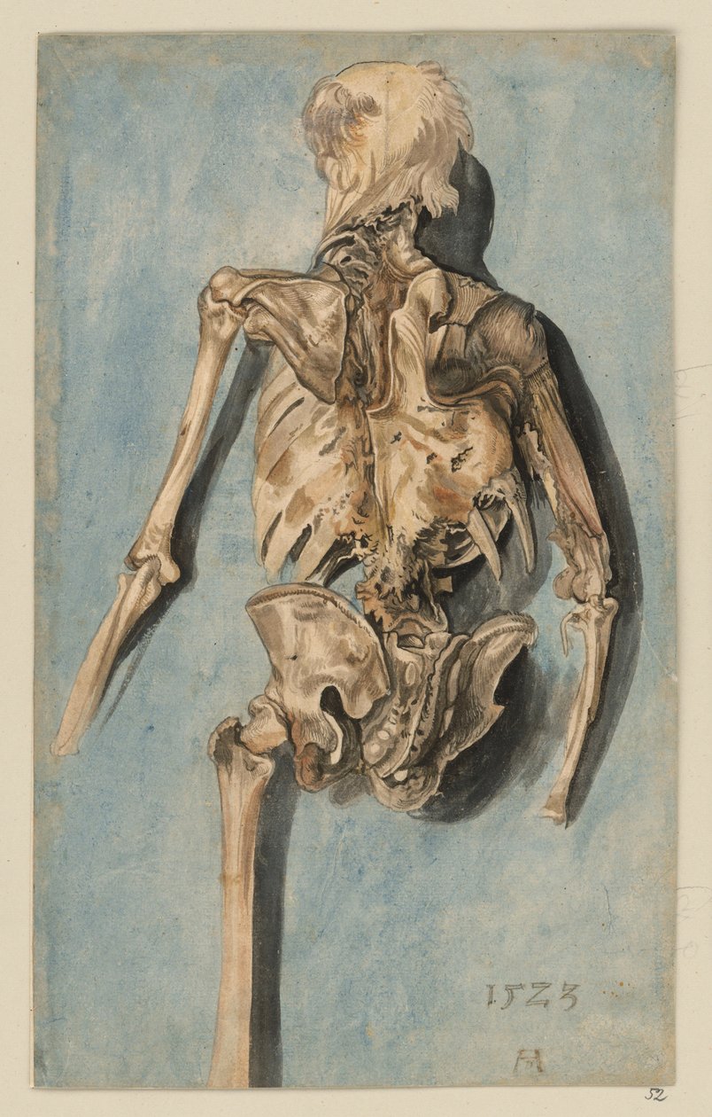 A Half-Decayed Corpse from the Back by Albrecht Dürer