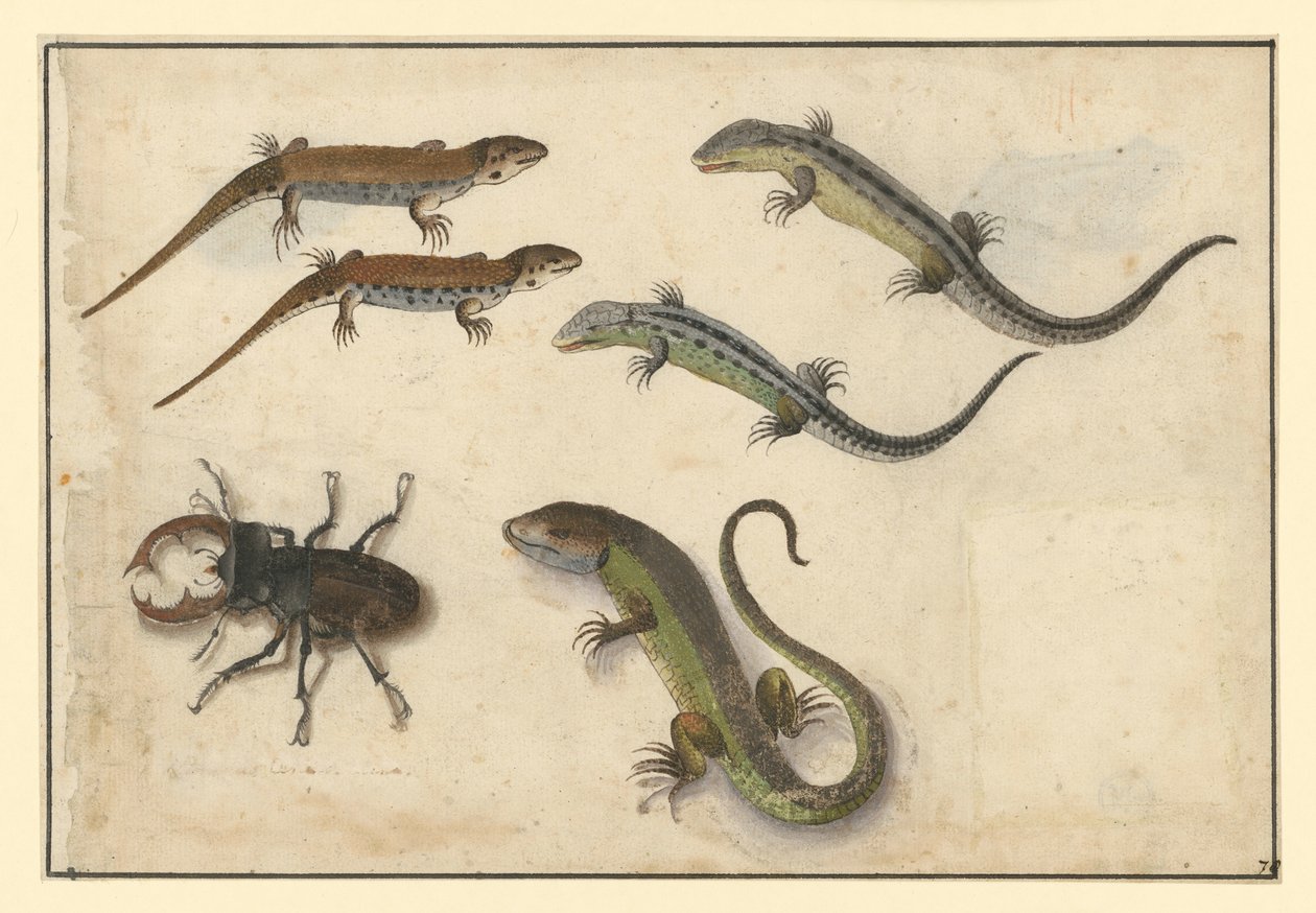 Five Lizards and (Left) a Stag Beetle by Albrecht Dürer