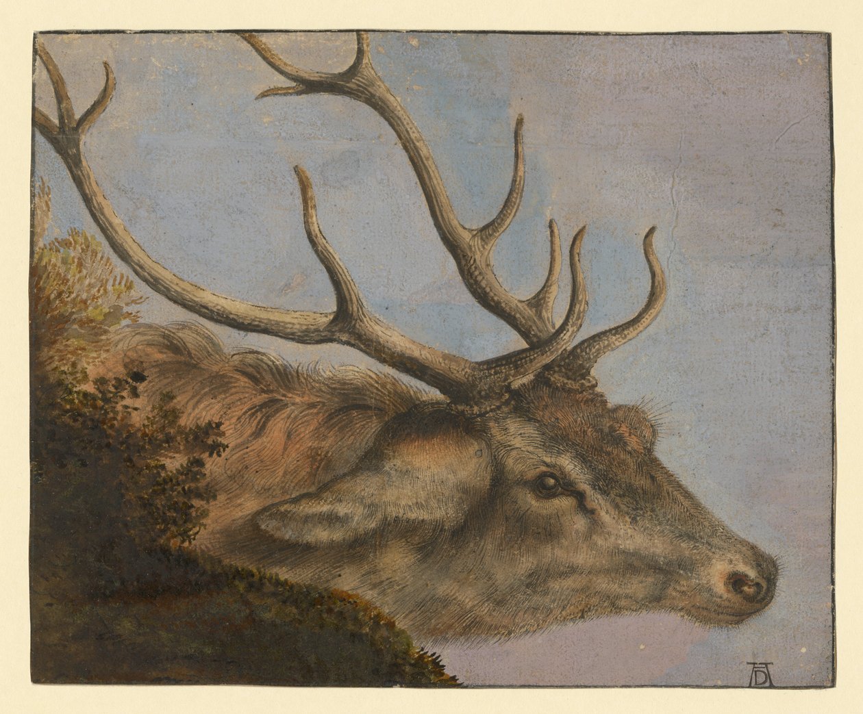 Deer Head by Albrecht Dürer