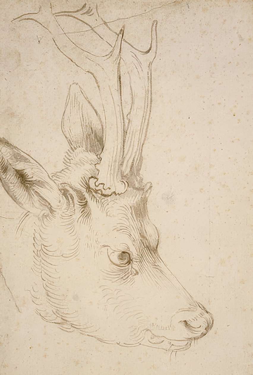 Head of a Roe Deer, c. 1503 by Albrecht Dürer