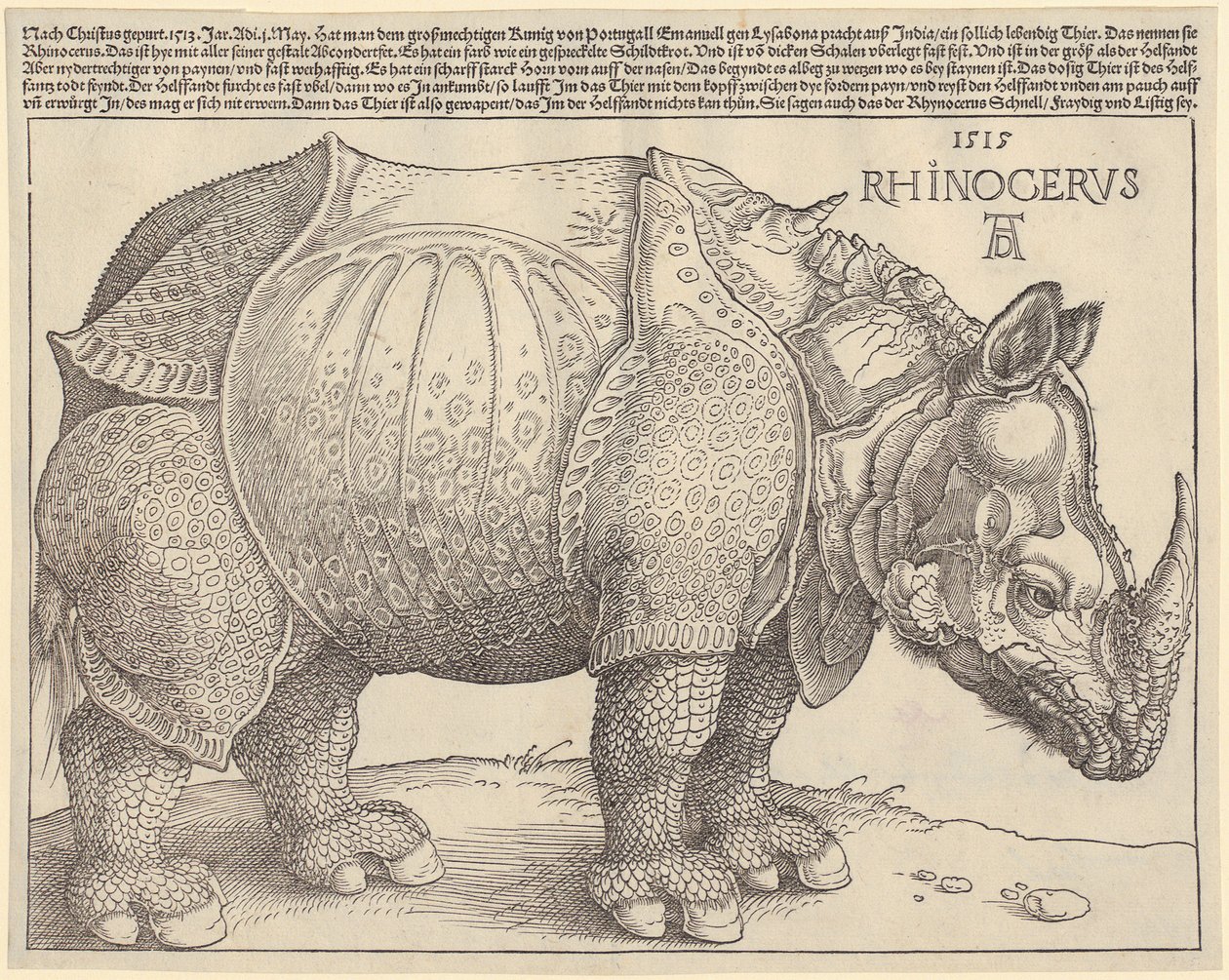 Rhinoceros by Albrecht Dürer