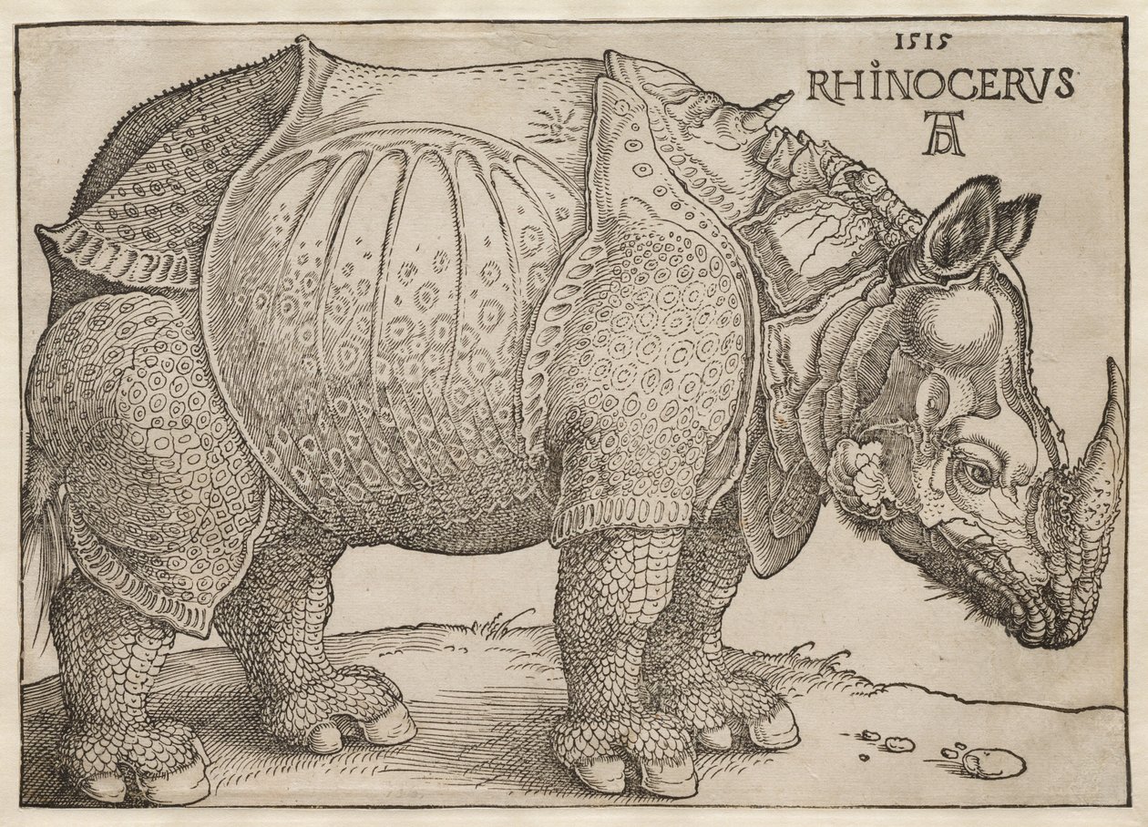The Rhinoceros by Albrecht Dürer