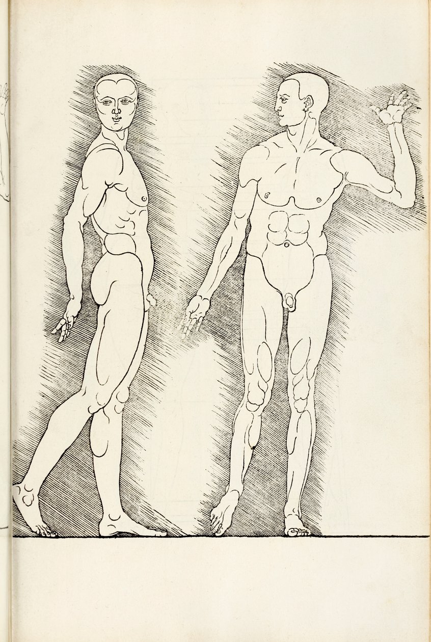 Anatomical woodcut from Hierinn sind begriffen vier Bücher von menschlicher Proportion, 1528 by Albrecht Dürer