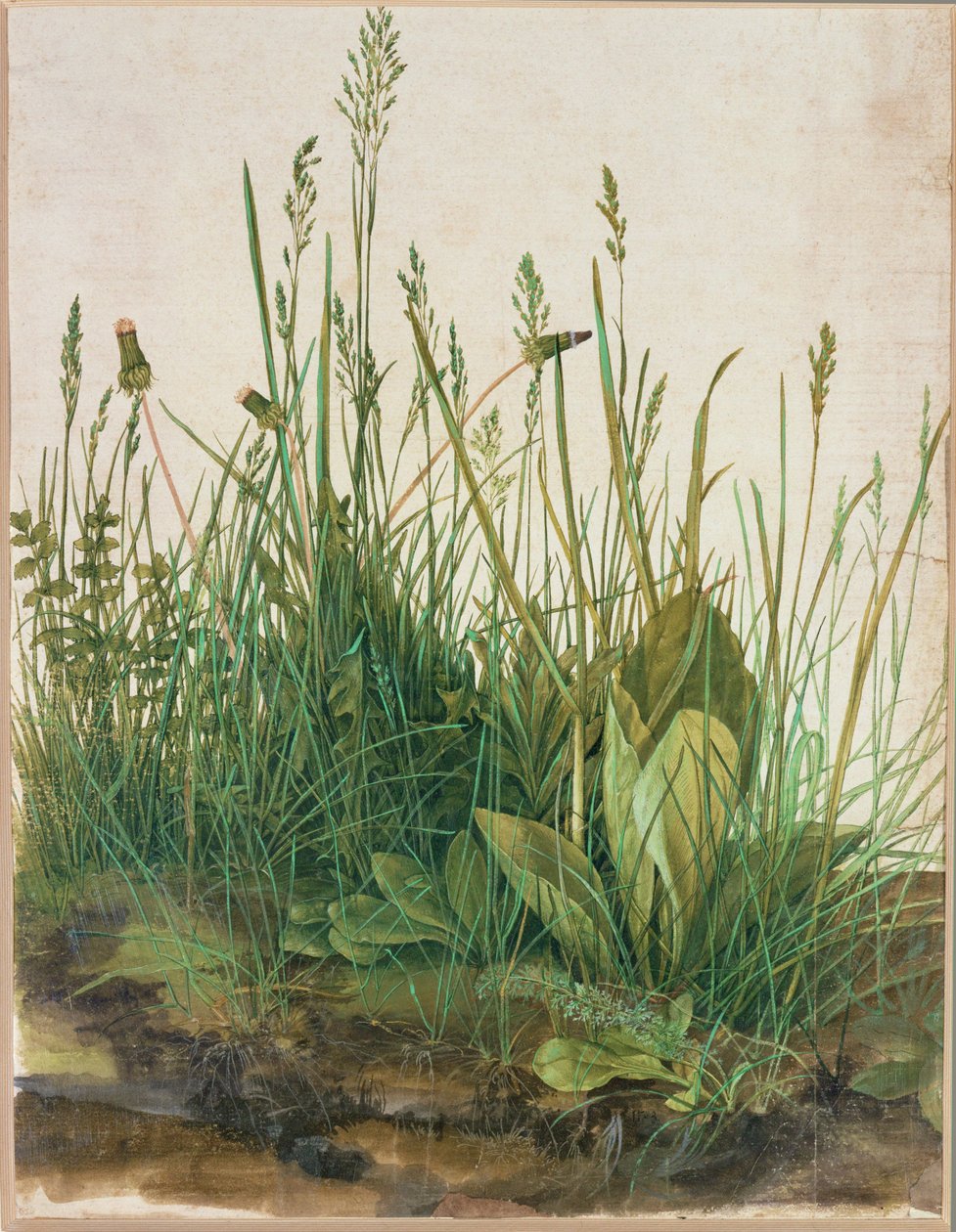 Large Clump of Turf by Albrecht Dürer or Duerer