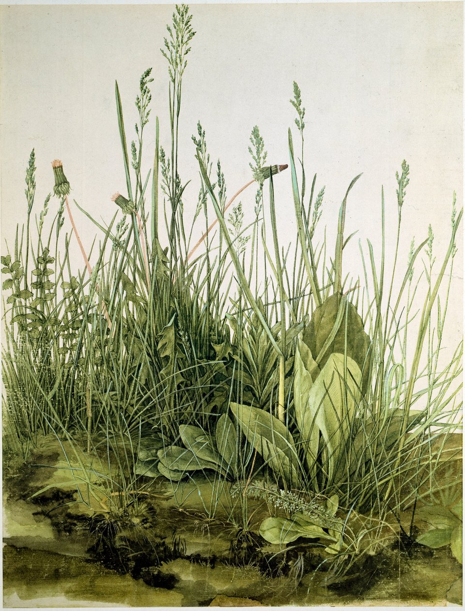 The Dirt with Wild Herbs by Albrecht Dürer
