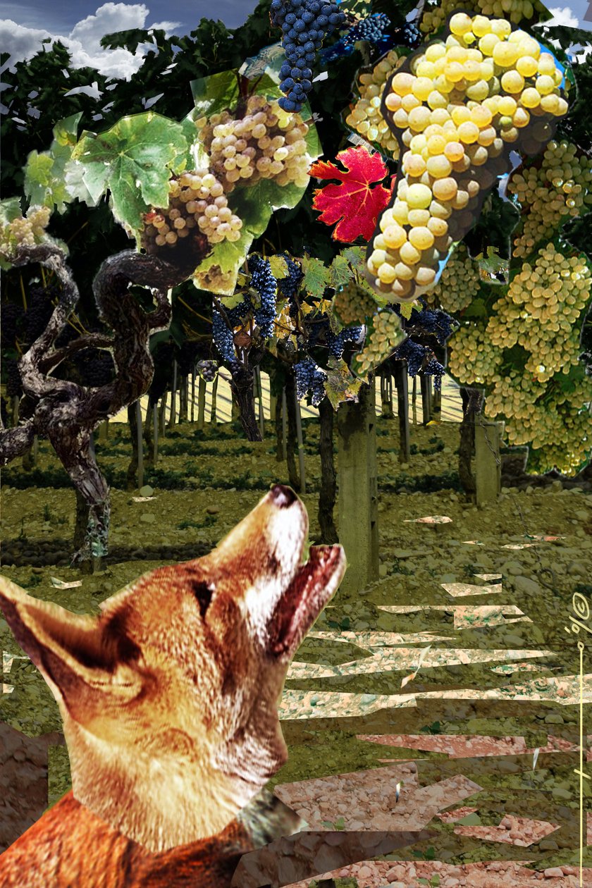 The fox and grapes illustration for the fable of Aesop (7th-6th century BC) Greek writer by Alessandro Lonati