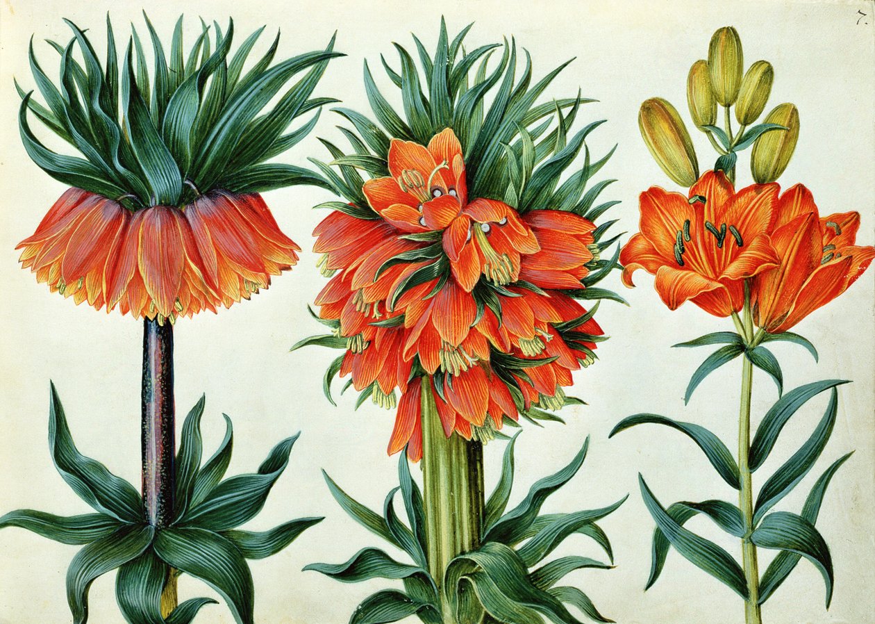 Crown Imperial Lily by Alexander Marshal