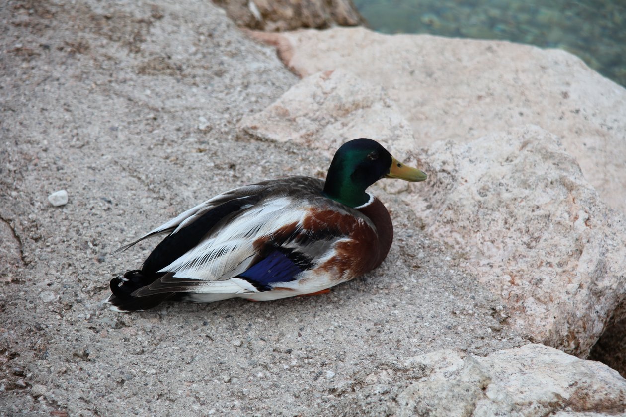 The Duck by Alexandra Joseph