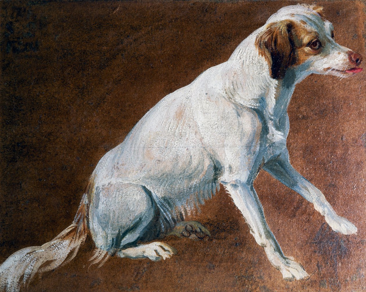 French Spaniel ancestor, by Alexandre-Francois Desportes by Alexandre Francois Desportes