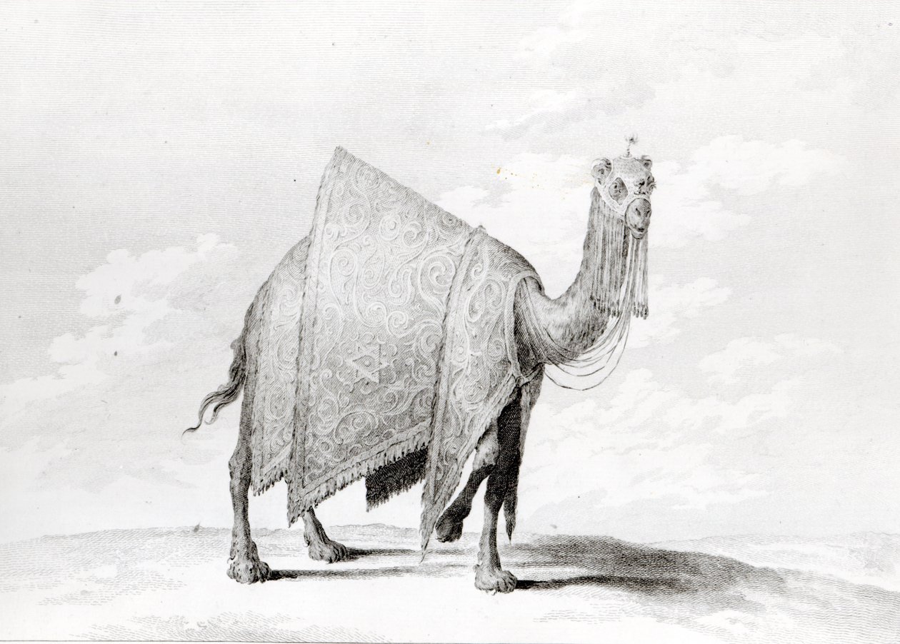 Camel by Alexis-Alexandre Perignon
