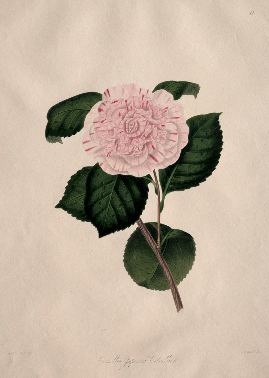 Illustrations and Descriptions of the Natural Order Camellieae: No. 41 by Alfred Chandler