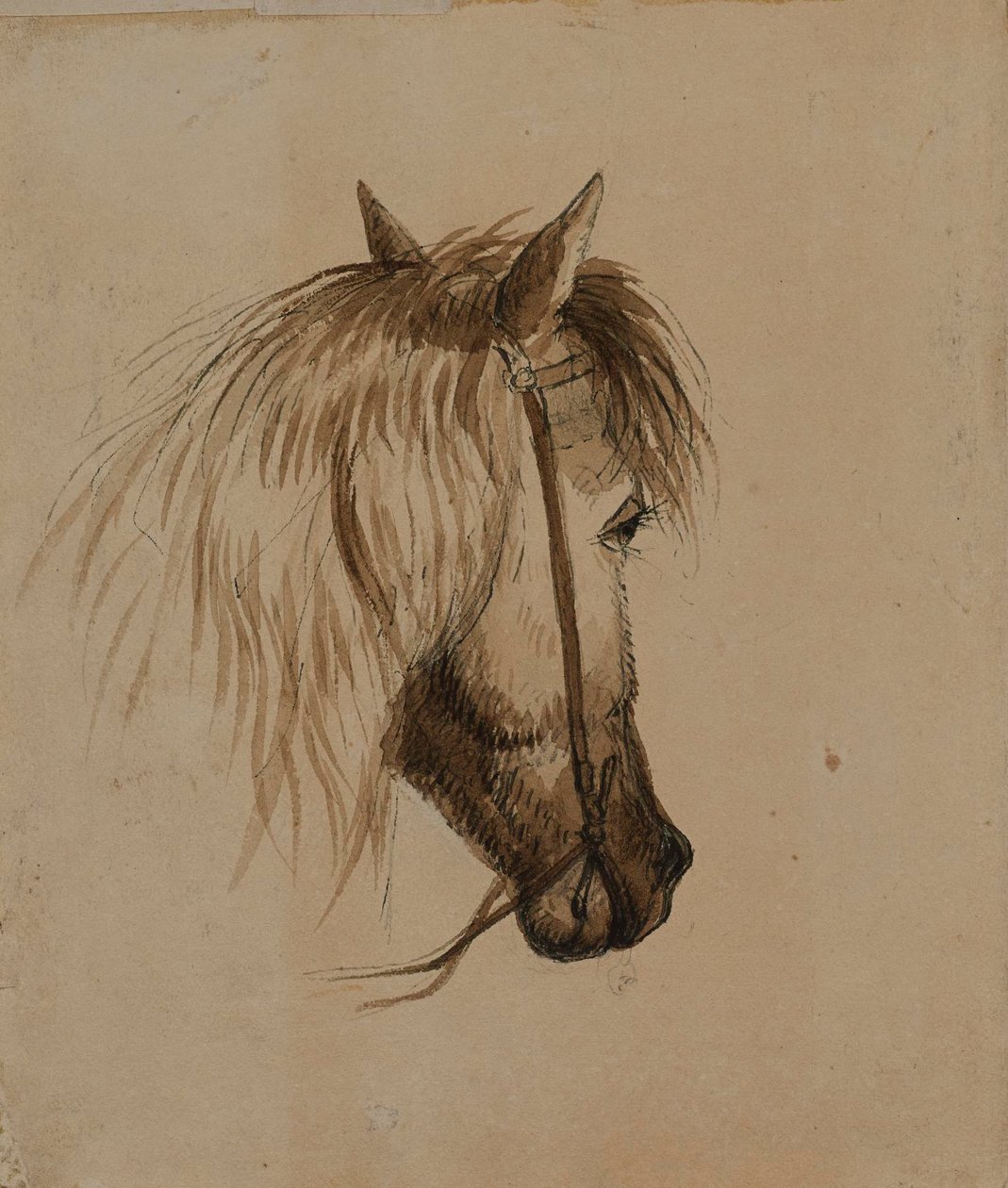 Head of a Horse by Alfred Jacob Miller