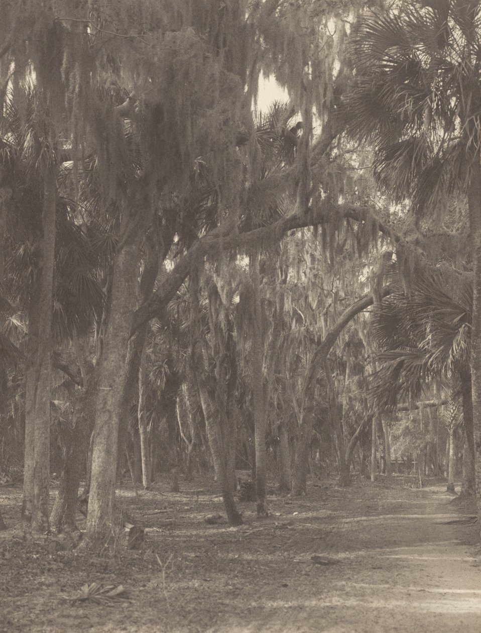 At Rockledge, Florida by Alfred Stieglitz