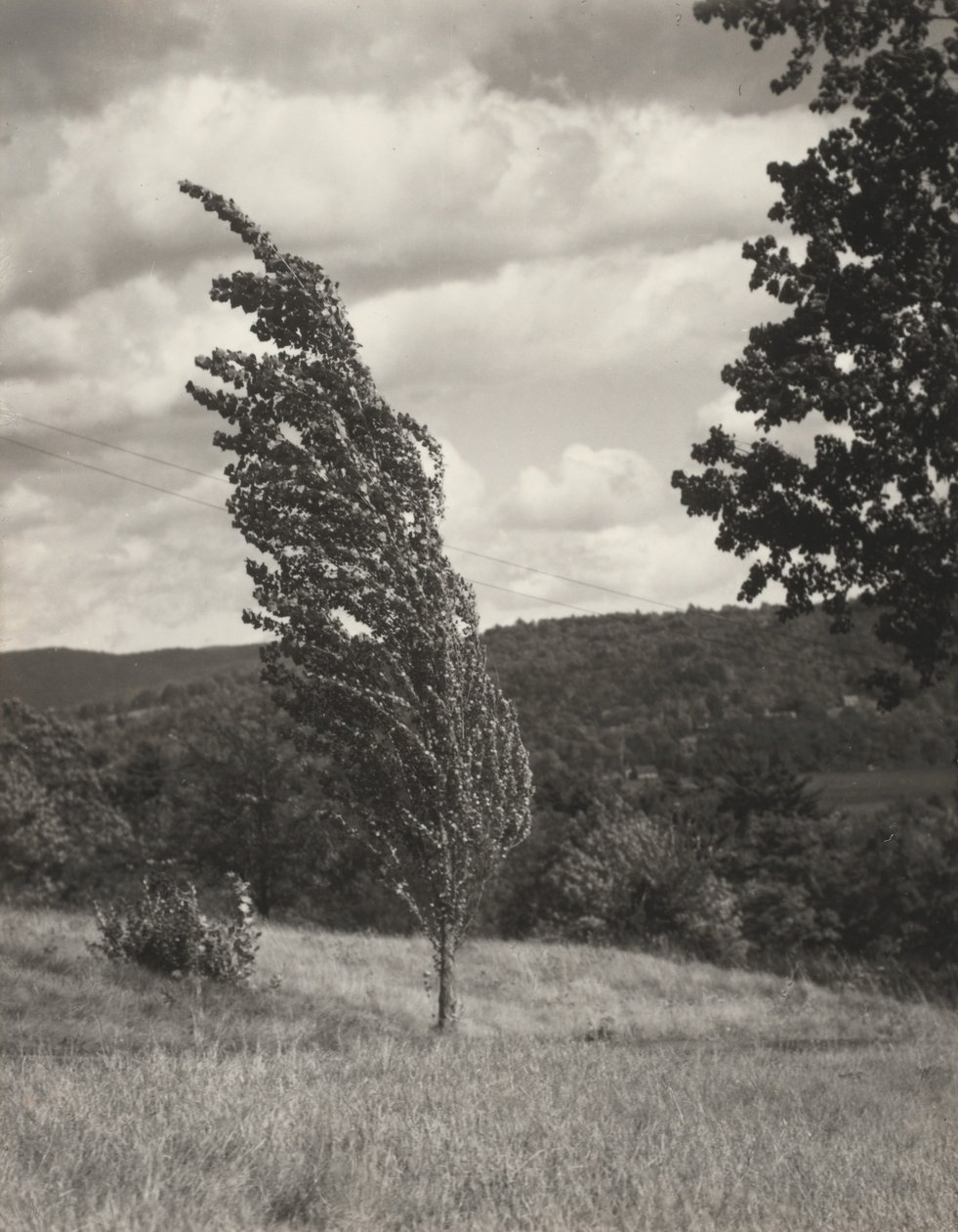 Poplar—Lake George by Alfred Stieglitz