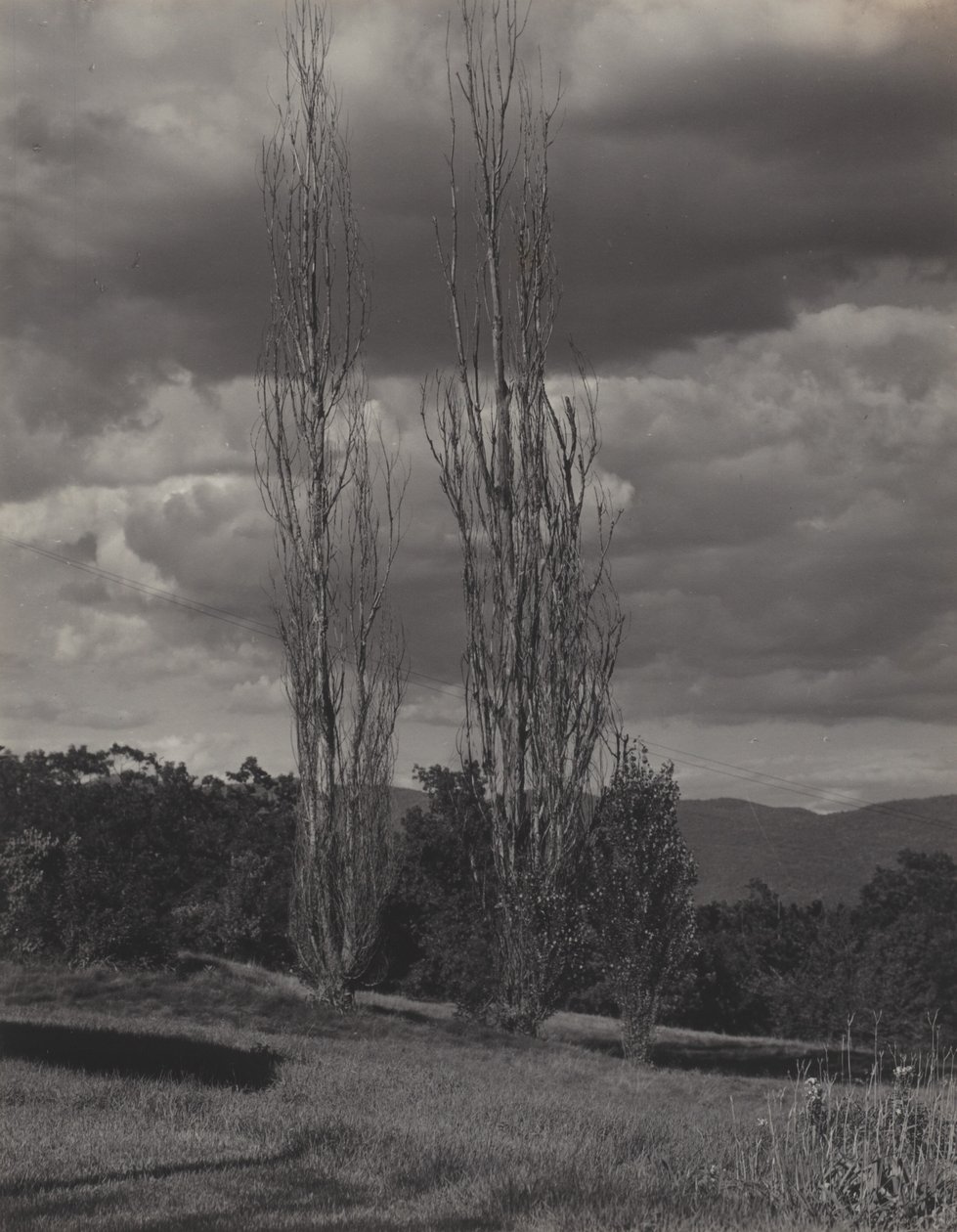 Poplars—Lake George by Alfred Stieglitz