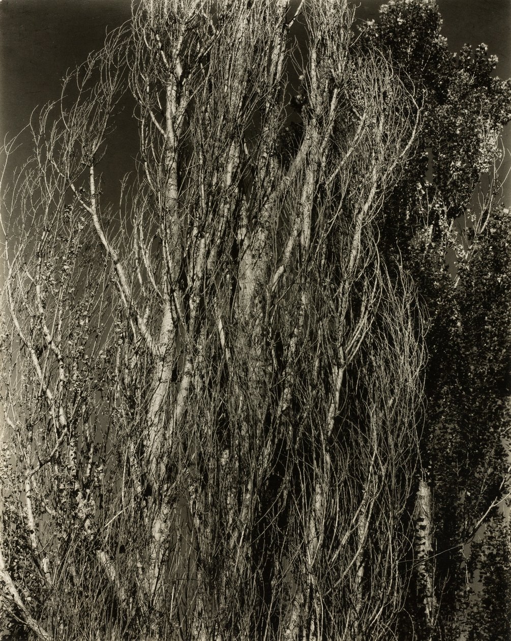 Poplars—Lake George by Alfred Stieglitz