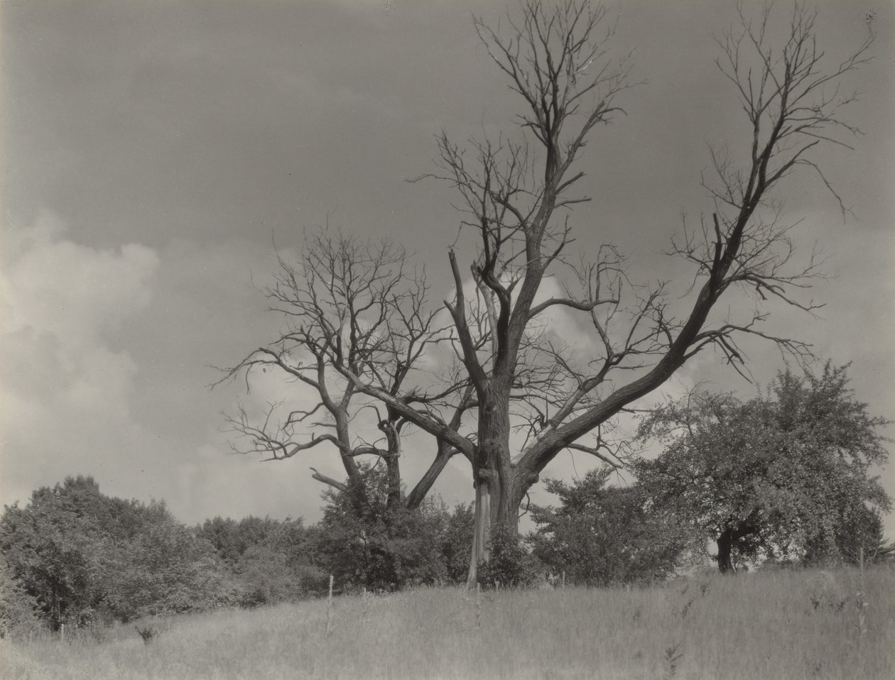 The Dying Chestnut Tree by Alfred Stieglitz