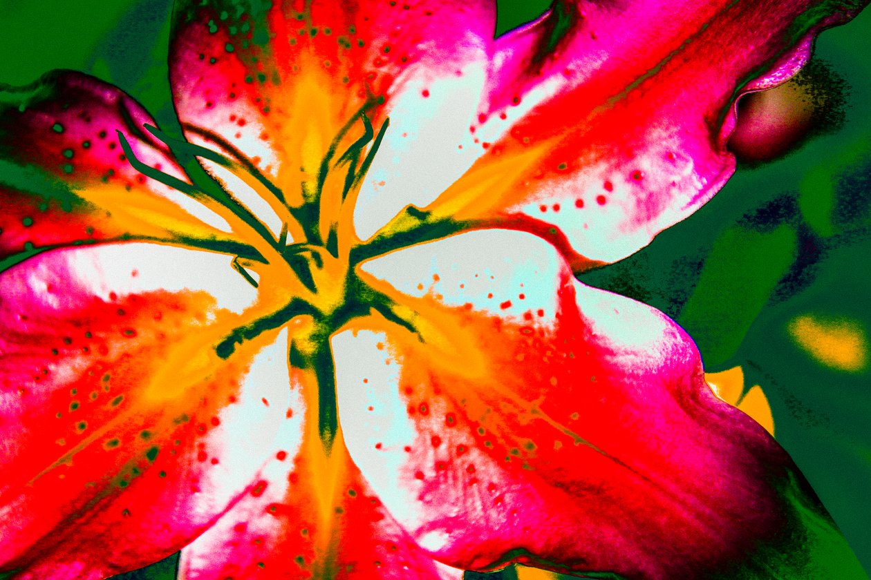 California Lily, 2016 by Alice Gur Arie