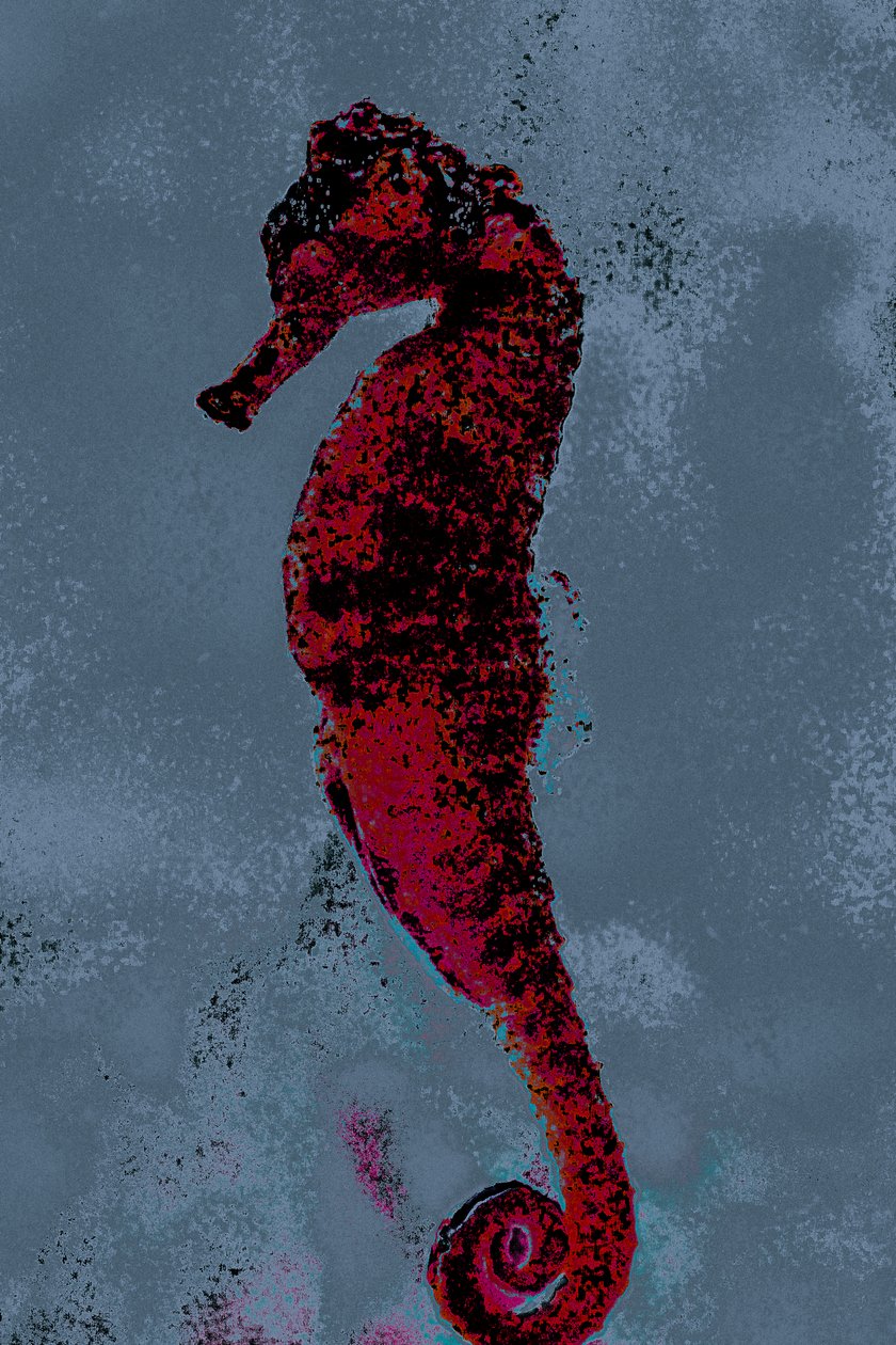 Seahorse, 2018 by Alice Gur Arie