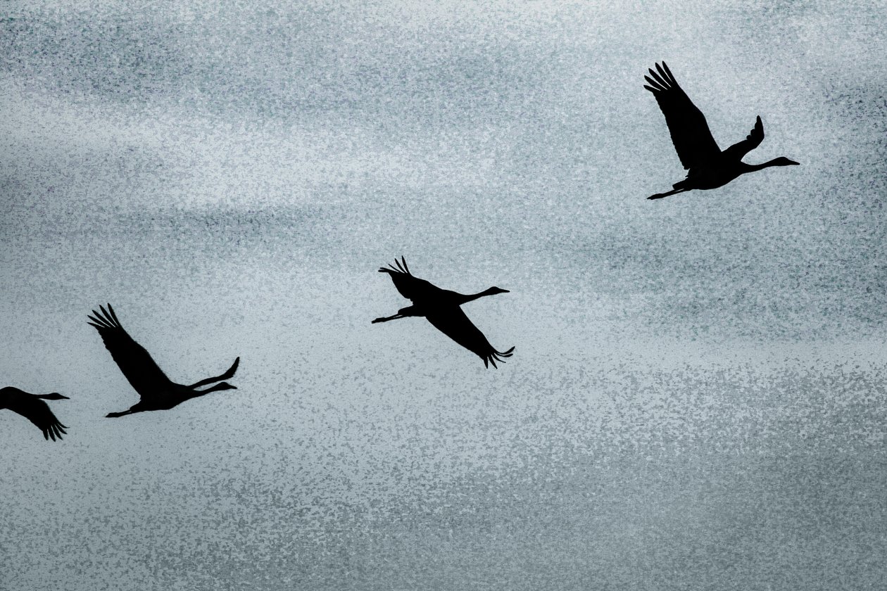 Wing on Wing, from the series Over Hula by Alice Gur-Arie