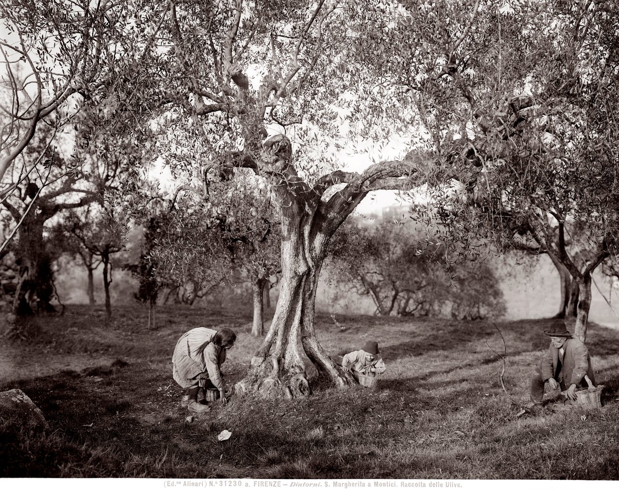 Children Picking Olives Among the Olive Trees, on a Hill in Santa Margherita a Montici, Florence by Fratelli Alinari