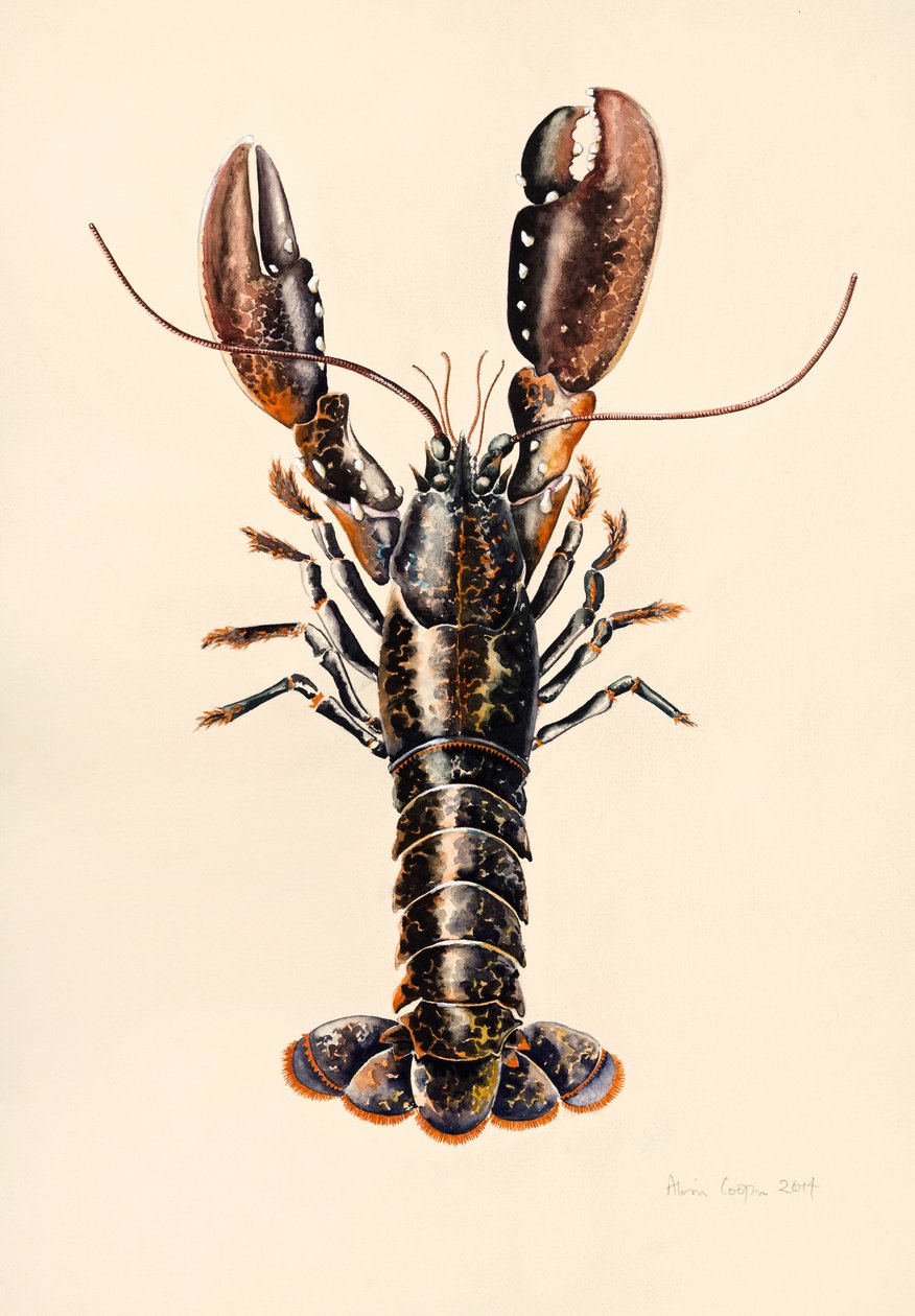 Lobster from Solva by Alison Cooper: Buy fine art print