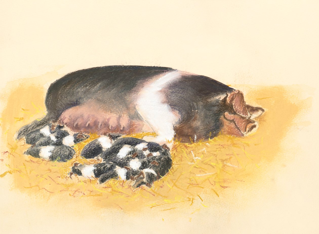 Saddlebacked Sow and piglets by Alison Cooper