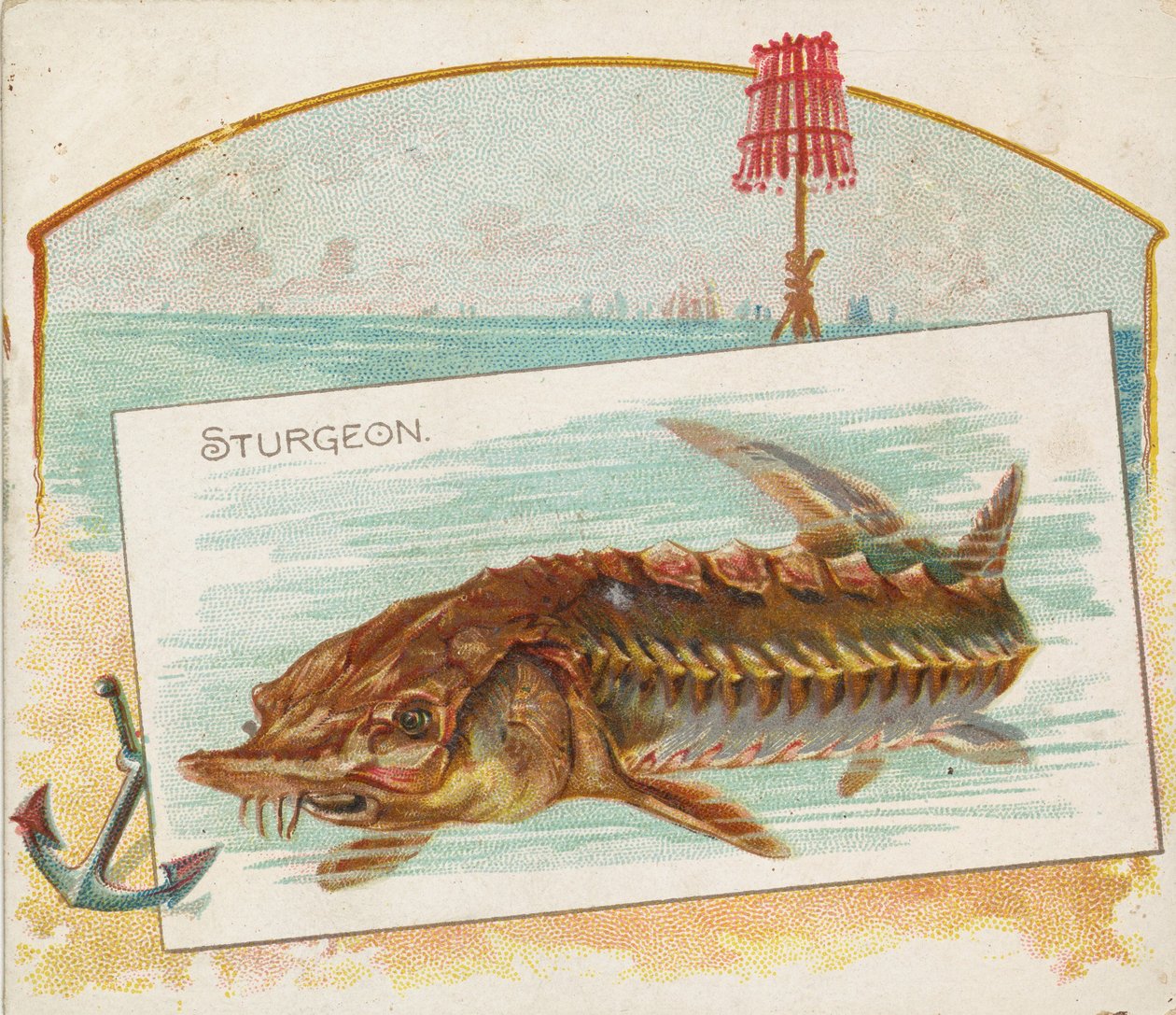 Sturgeon, from Fish from American Waters Series N39 for Allen & Ginter Cigarettes, 1889 by Allen and Ginter