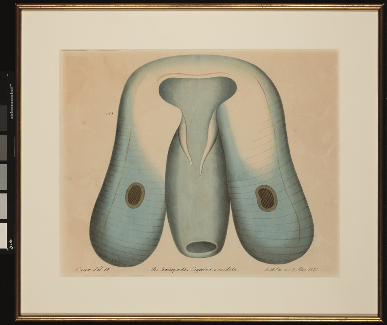 The Jellyfish. Ocyrrhoe maculata by Aloys Zötl