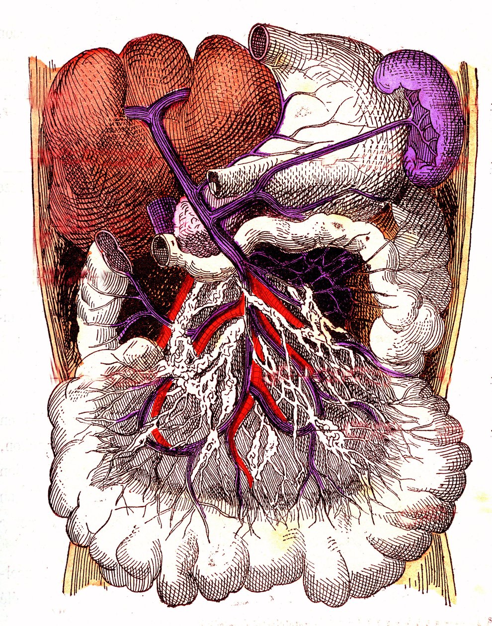 Organs of Intestinal Absorption - The Normal Life & Health of J ...