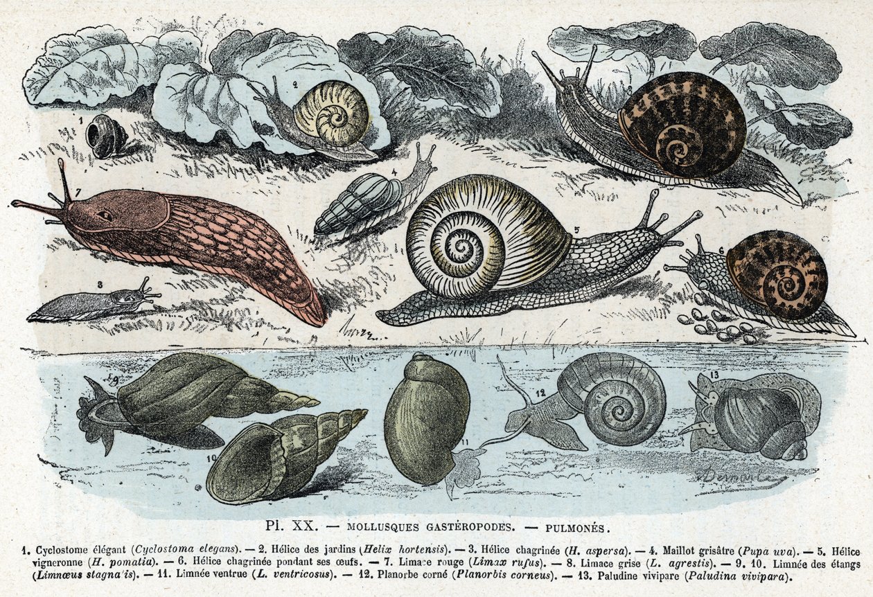 Zoological chart; gasteropods molluscs, lungs (cyclostoma, helice of gardens and sorrow, red slug, grey slug, limnee, planorb, paludine...) Engraving from 