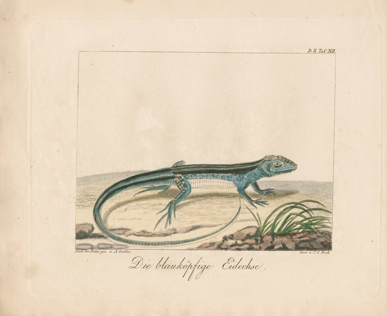 Blue-headed Skink by Ambrosius Gabler