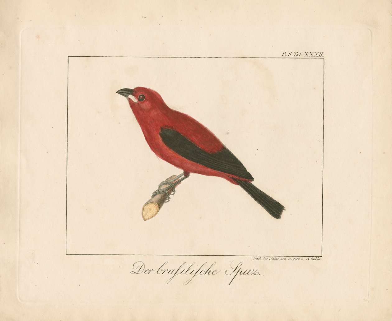 Brazilian Finch by Ambrosius Gabler